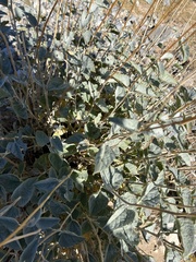 Bahiopsis reticulata