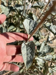 Bahiopsis reticulata