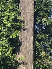 Bertholletia excelsa