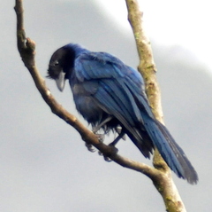 Cyanocorax caeruleus