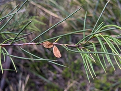 Hakea microcarpa