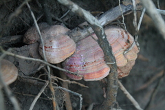 Ganoderma tsugae
