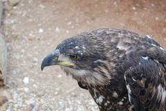 Haliaeetus