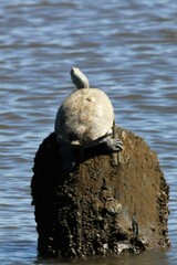 Malaclemys terrapin terrapin