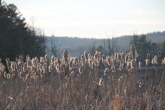 Typha latifolia