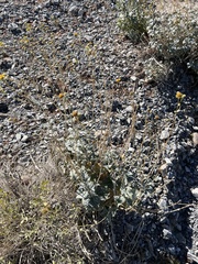 Bahiopsis reticulata