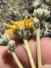 Bahiopsis reticulata