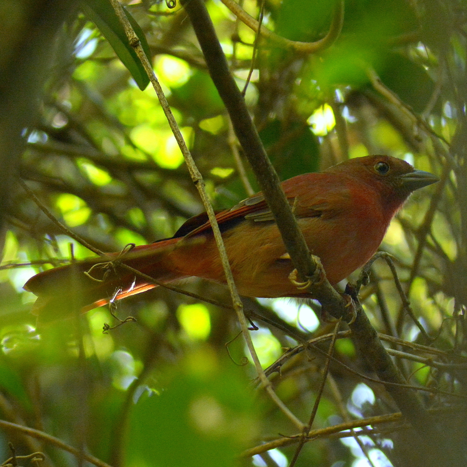 Red-crowned Ant-Tanager (Habia rubica)