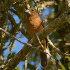 Cyanoloxia brissonii