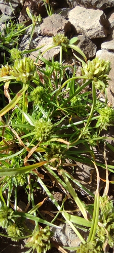 Cyperus michelianus image