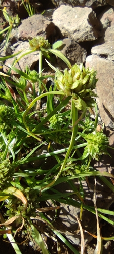 Cyperus michelianus image