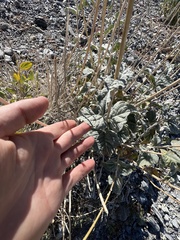 Bahiopsis reticulata