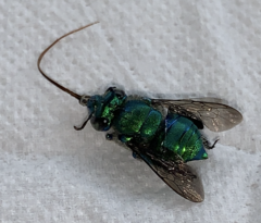 Euglossa