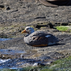 Tachyeres patachonicus