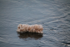 Typha latifolia