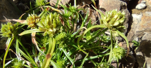 Cyperus michelianus subsp. pygmaeus image