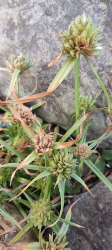 Cyperus michelianus subsp. pygmaeus image