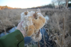 Typha latifolia