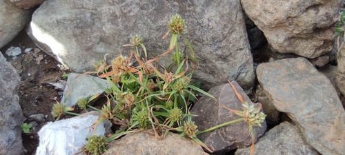 Cyperus michelianus image