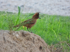 Pseudoseisura lophotes