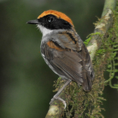 Conopophaga melanops