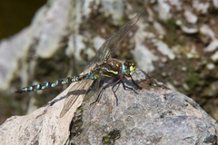 Rhionaeschna marchali