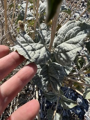 Bahiopsis reticulata