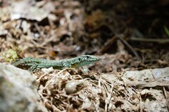 Algyroides nigropunctatus