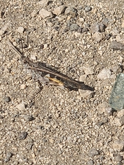 Oedaleus abruptus
