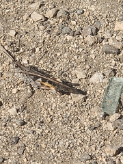 Oedaleus abruptus
