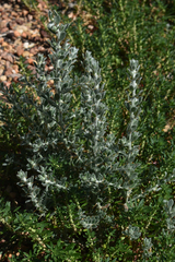 Sclerolaena birchii