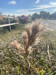 Andropogon glomeratus
