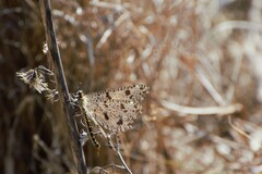 Palpares libelluloides