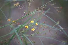 Daviesia wyattiana
