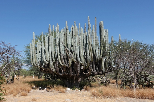Image of Pachycereus weberi by no rights reserved