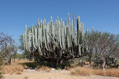 Pachycereus weberi