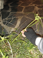 Cyperus eragrostis image