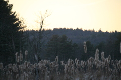Typha latifolia