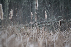 Typha latifolia