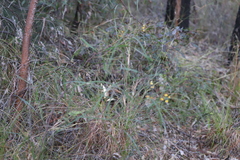 Daviesia wyattiana
