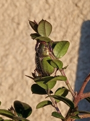 Brachysternus prasinus