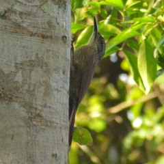 Dendrocolaptes platyrostris