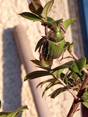 Brachysternus prasinus