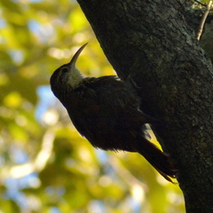 Lepidocolaptes falcinellus
