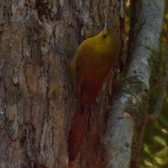 Sittasomus griseicapillus