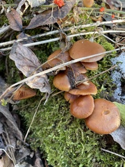 Galerina marginata