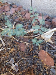 Hoffmannseggia glauca