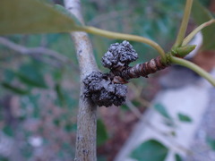 Aceria parapopuli