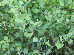 Lycium boerhaviifolium