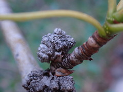 Aceria parapopuli